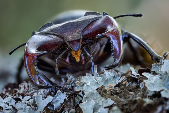 Big stag beetle with red mandibles (Lucanus cervus)
