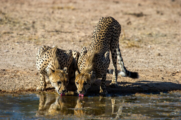 Cheetah (Acinonyx jubatus) Kgalagadi Transfrontier Park, South Africa