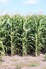 Cornfield in the Summer