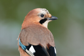 Jay in the forest