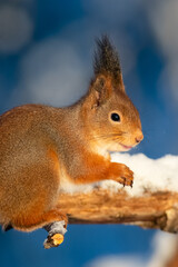 Naklejka na ściany i meble Squirrel in winter sun