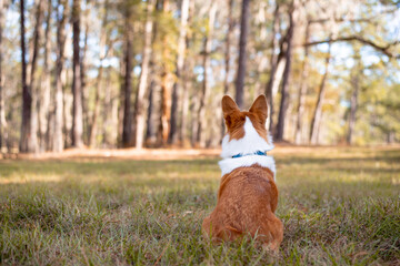 Welsh Corgi dog sitting outside at a park. Red and white color corgi. Looking in a distance. 