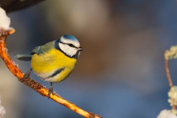 Blue tit on tree