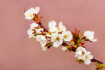 Sweet cherry branch with white flowers close-up on a pink background. Sweet cherry blossoms