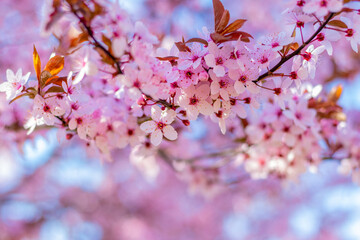 Sakura blossoms. Pink sakura flowers on a tree in pink tones