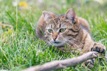 Naklejka na ściany i meble A brown tabby cat lies in the garden on the grass and plays with a stick