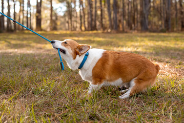 Welsh Corgi dog at a park pulling on leash. Red Corgi outside on a sunny day. Playing tug with...
