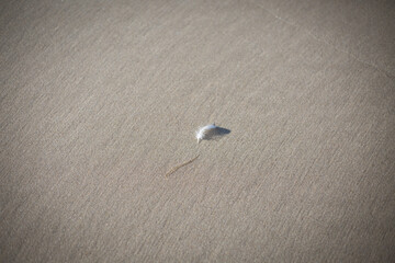 Eine Feder im Sand am Meer