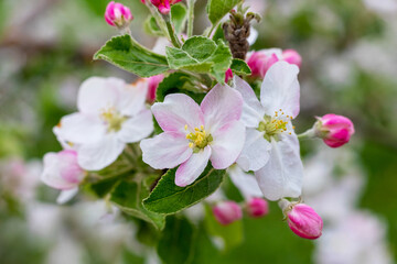 Obraz premium A branch of an apple tree with white and pink flowers and buds on a tree