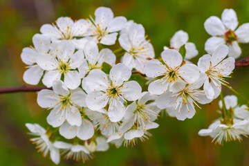 Cherry blossoms. White cherry flowers with dew drops on blurred background