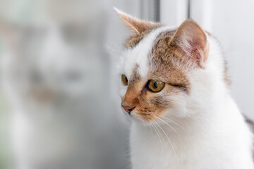 A white spotted cat sits by the window and is reflected in the window glass