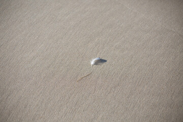 Eine Feder im Sand am Meer