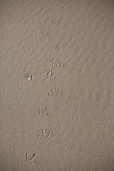 Vogelspuren im Sand am Meer
