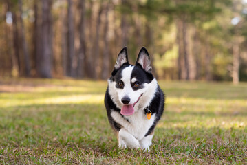Welsh Corgi Dog a small herding dog at a park. Black and White Corgi running.