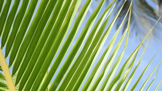 Detail of a palm leaf moved by the wind horizontal footage in HD