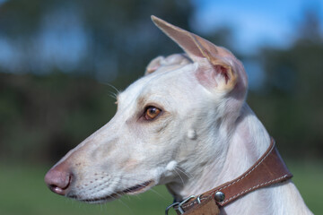 Portrait of adorable greyhound in nature