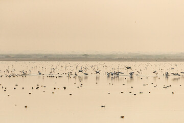 A Scene at a wet land with pelicans and flamingos