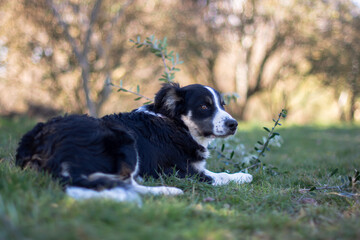 Adorable border collie puppy in nature