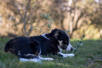 Adorable border collie puppy in nature