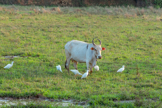 Cattle egrets eating insects while Cow grazes in the field.