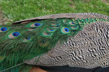 Peacock. Textures, colors, blue.