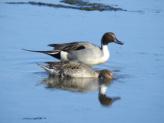 A pair of Northern pintail ducks, male and female, foraging through the shallow waters for aquatic plants and insects to eat, at the Edwin B. Forsythe National Wildlife Refuge, Galloway, New Jersey.