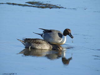 A pair of Northern pintail ducks, male and female, foraging through the shallow waters for aquatic plants and insects to eat, at the Edwin B. Forsythe National Wildlife Refuge, Galloway, New Jersey.
