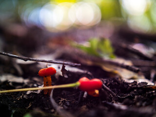 little wild red mushrooms in the soil
