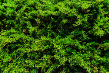 Background of the evergreen juniper bushes. Natural pattern