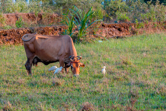 Cattle egrets eating insects while Cow grazes in the field.