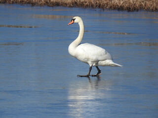 A beautiful mute swan walking across a frozen pond, at the Edwin B. Forsythe National Wildlife Refuge, Galloway, New Jersey.