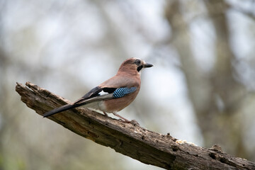 Common Jay by pool in Hungary.