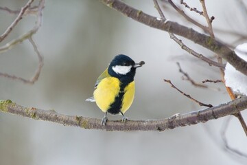 Winter garden scene with great tit sitting on the branch, sunflower seed in the beak