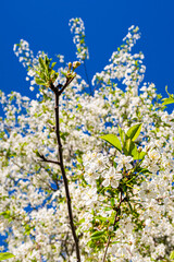 blossoming apple tree flower in spring closeup.