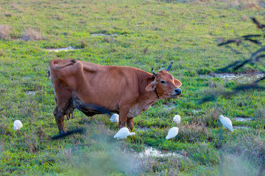 Cattle egrets eating insects while Cow grazes in the field.
