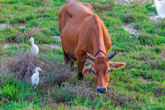 Cattle egrets eating insects while Cow grazes in the field.