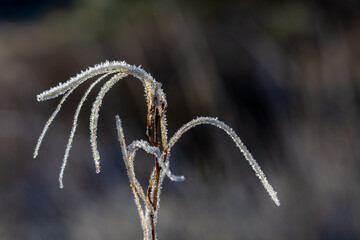 Detail of dew and frost drops on a dry wild flower in the field on a cold winter morning