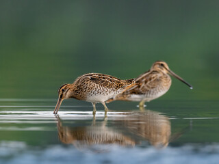 Beautiful nature scene with Common snipe (Gallinago gallinago). Wildlife shot of Common snipe (Gallinago gallinago). Common snipe (Gallinago gallinago) in the nature habitat.