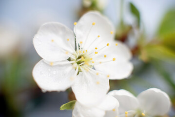 Abstract spring seasonal background with white flowers, floral image with copy space