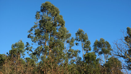 Árboles de eucalipto de gran tamaño en un cielo azul en verano