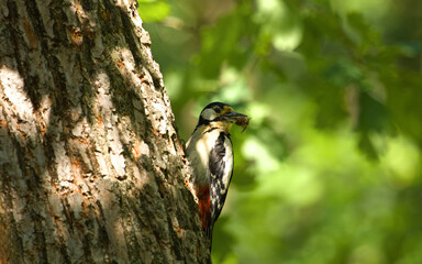Great spotted Woodpecker (Dendrocopos major) perched on tree trunk. Wildlife scene from nature. Animal in the nature habitat. Bird in spring forest on a green background.