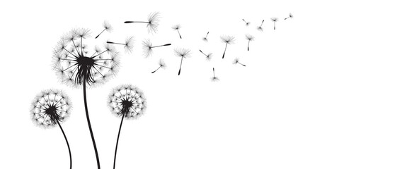 Vector illustration dandelion time. Black Dandelion seeds blowing in the wind. The wind inflates a dandelion isolated on white background.