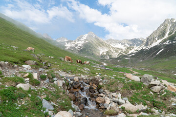 Fototapeta na wymiar Beautiful panoramic view of rural alpine landscape with cows grazing in fresh green meadows neath snowcapped mountain tops on a sunny day 