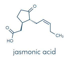 Jasmonic acid (jasmonate, JA) plant hormone molecule. Skeletal formula.