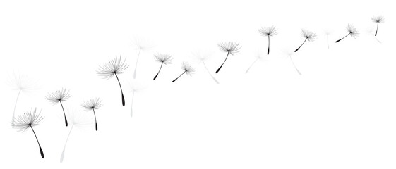 Vector illustration dandelion time. Black Dandelion seeds blowing in the wind. The wind inflates a dandelion isolated on white background.