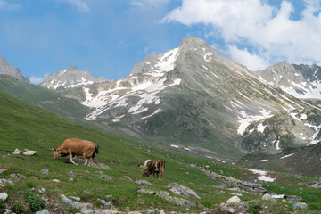 Cows grazing on mountain hill. landscape view cows grazing in fresh green meadows with snow capped mountain tops