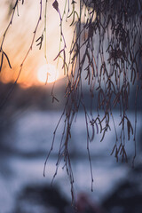 Tree branch with sunset in blurred background