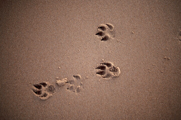 Footprint in sand. Dog footprints in the sand.