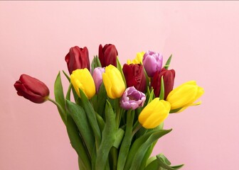 Woman's hand with a bouquet of red and yellow tulips on pink background