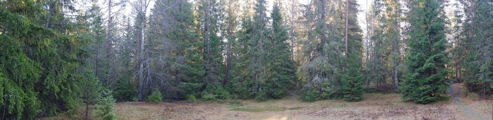 Panoramic spruce forest